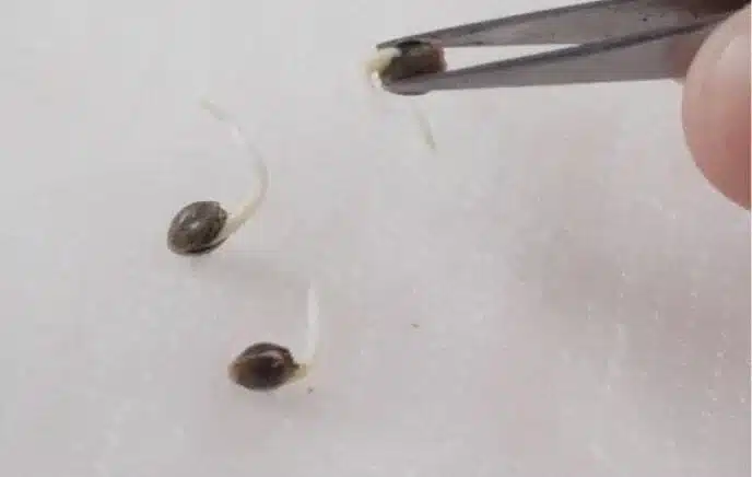 Step 9